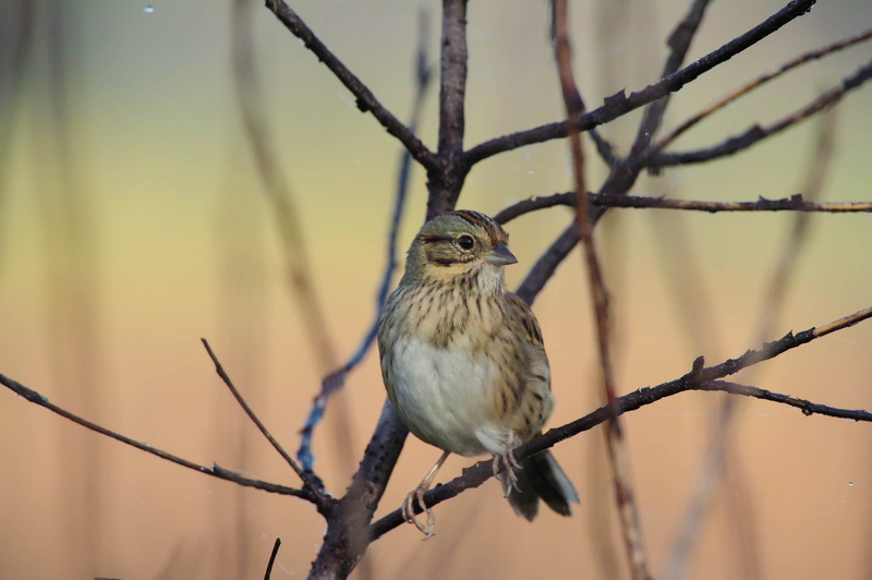 animal, bird, photography, brown, shallow, Explore, nature, 2K, Sparrow, Pentax K-3, Pentax  K-3, 3  Sigma, Lincoln, branch, wildlife, shallow focus, brown bird