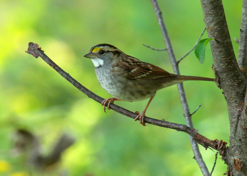 bird, green, throated, white, brown, animal, feather, Pentax K-3, nature, beak, outdoors, wildlife, branch, White-Throated Sparrow, tree, bird Watching