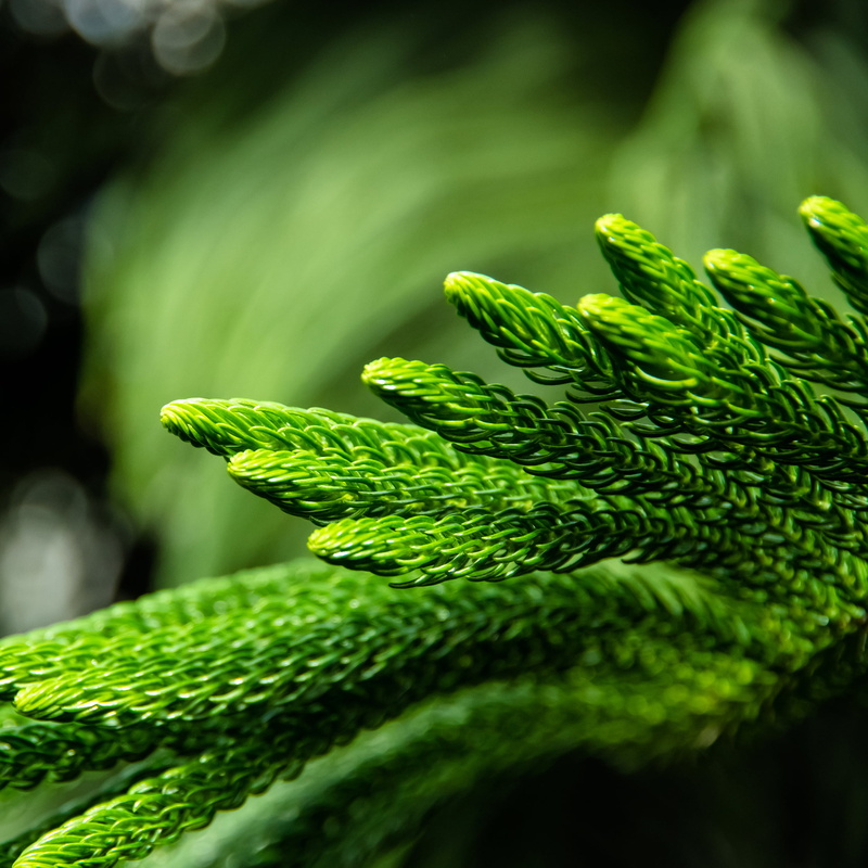 fern, smc, papillon, green Color, CA, F3.5, microscopic, DC, IF, close-up, leaf, forest, growth, substance, 1080P, DA, liberte, jardin botanique de montreal