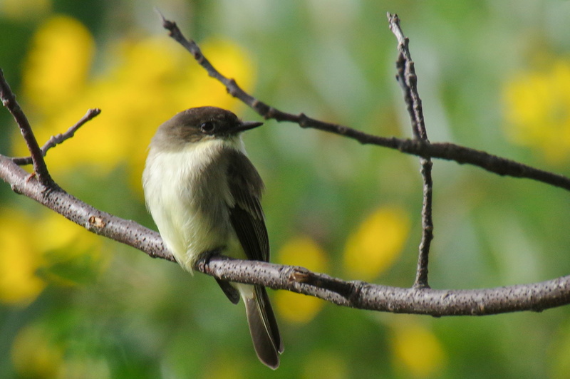 white bird, beak, nature, tree, branch, wildlife, Eastern Phoebe, outdoors, 2K, Pentax K-3, photo, eastern, phoebe, animal, tit, grey, Pentax  K-3, bird
