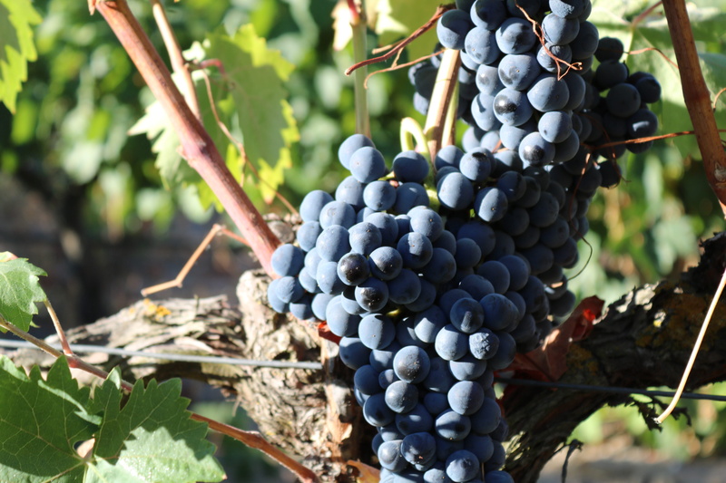 vintage, wine, ecological, focus on foreground, winemaking, ribera del duero, no people, ripe, sun, vineyard, light, bunch, nature, food and drink, growth