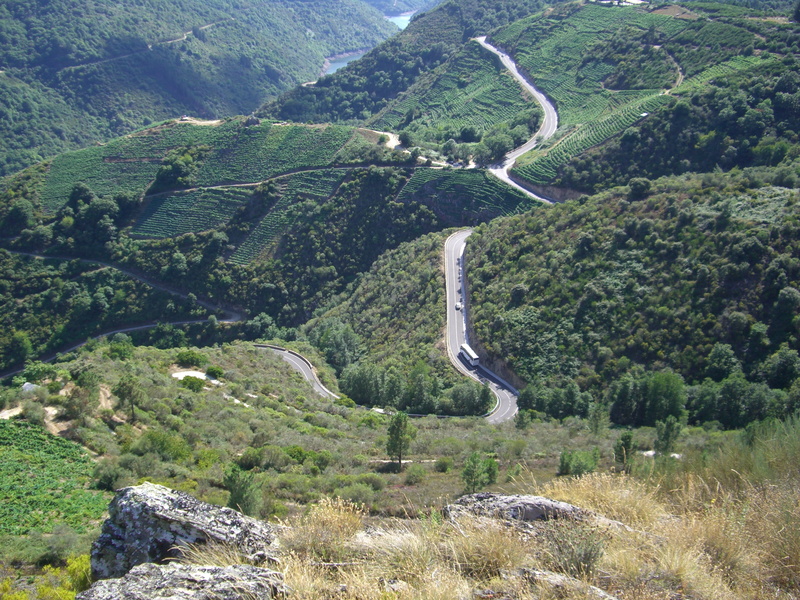 ribeira sacra, tree, environment, tranquility, nature, transportation, landscape, curve, hill, day, plant, no people, land, winding road, scenics - nature