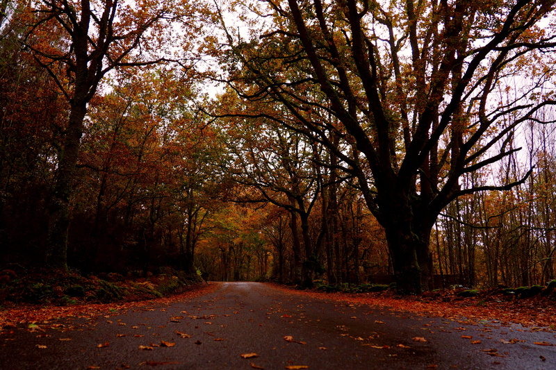 scenics - nature, color, tree, the way forward, no people, autumn, change, landscape, via, footpath, ourense, day, beauty in nature, remains, direction