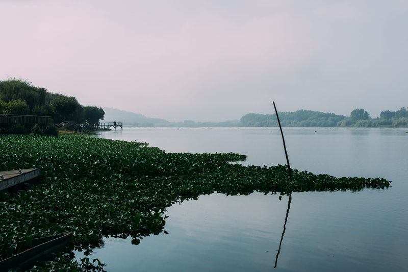 sky, growth, tree, forest, no people, green color, idyllic, reflection, tranquility, waterfront, pateira, morning, portugal, water, non-urban scene, nature