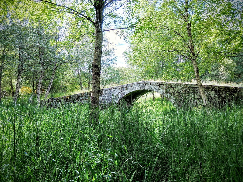 built structure, herbs, bridge - man made structure, galicia, bridge, land, connection, growth, beauty in nature, grass, tree trunk, ribeira sacra, plant