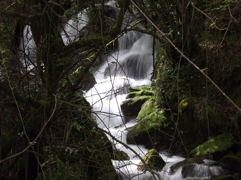 tree, beauty in nature, outdoors, growth, flowing water, rock - object, day, scenics - nature, forest, green color, rio, Ribeira, rock, no people, tranquility
