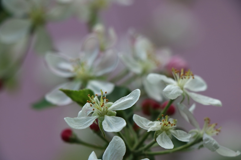 focus on foreground, pink color, monforte de lemos, flowering plant, 5K, lugo, photography, pollen, flower, fragility, petal, growth, beauty, galicia