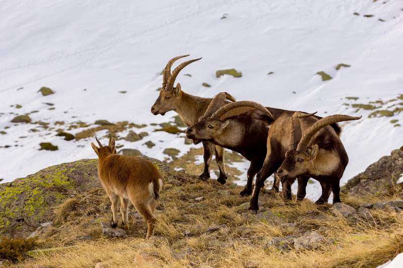 mammal, goat, Spain, animals In The Wild, outdoors, wild, montesa, satanism, black, pyrenaica, mountain, three, Madrid, satan, brown, deer, 5K, central  system