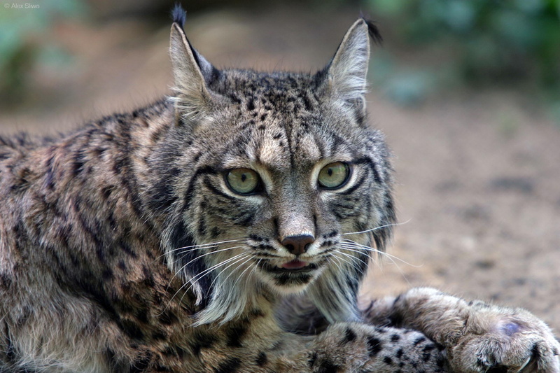 iberian, portugal, spain, iberia, lynx, 1080P, animals