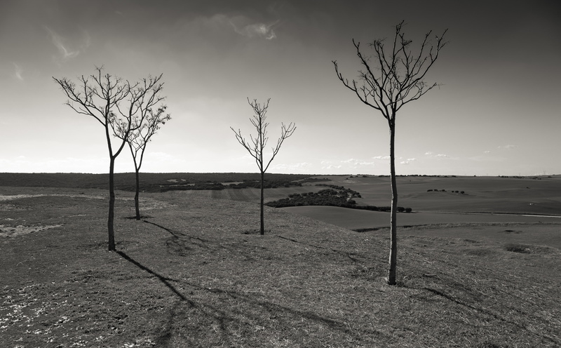 Castilla-La Mancha, canon5dmk3, canoneos5dmarkiii, Photography, Trees, Spain, canon5d, Saelices, canonef24105mmf4lisusm, black, Mark, 5K, Iberian Peninsula
