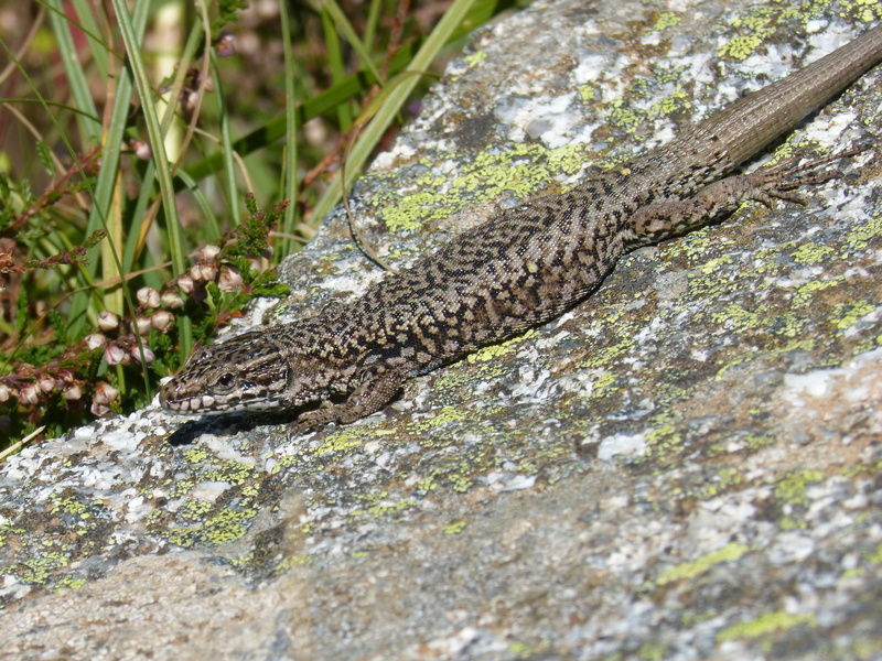outdoors, animal themes, texture, lizard, animals in the wild, one animal, rock, lichens, high angle view, animal, plant, selective focus, animal wildlife