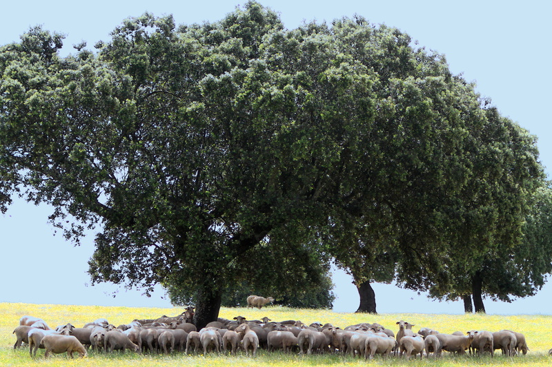 sheep, animals in the wild, pets, no people, spring, livestock, day, animal wildlife, farming, herbivorous, nature, meadow, grazing, flock of sheep, acorn