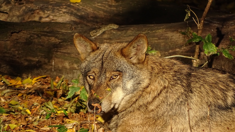 autumn, vertebrate, iberian, sunlight, animal body part, land, forest, mammal, one animal, close-up, 5K, iberian wolf, predator, portrait, outdoors, tree