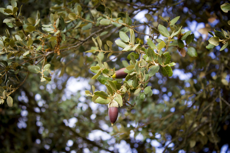 nature, castile and leon, spain, growth, focus on foreground, encina, healthy eating, outdoors, low angle view, healthy, green, food and drink, beauty