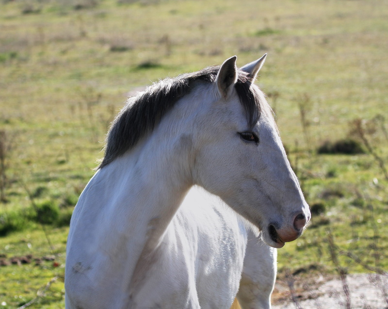 european, one animal, animal wildlife, domestic, working animal, close-up, pets, iberian, focus on foreground, animal head, field, outdoors, face, domestic animals
