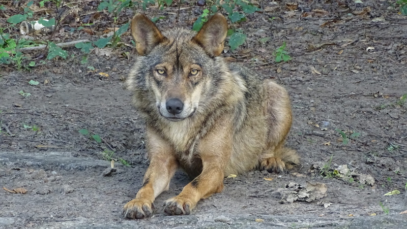 wolfdog, subspecies, nature, ground, outdoors, one animal, land, 5K, czechoslovakian, full length, wolf, species, portrait, no people, vertebrate, adult