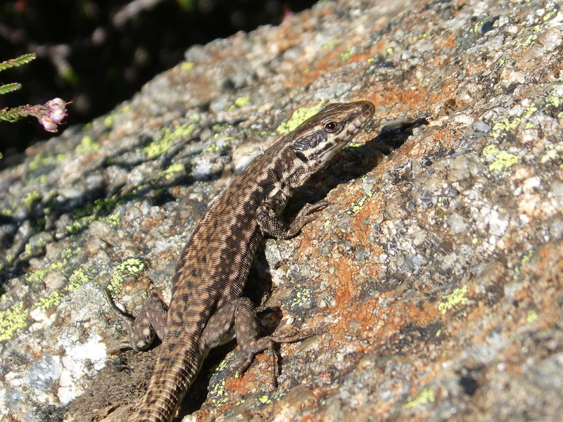 vertebrate, plant, solid, rock, animal wildlife, reptile, no people, podarcis hispanica, 2K, animal scale, animal themes, selective focus, one animal