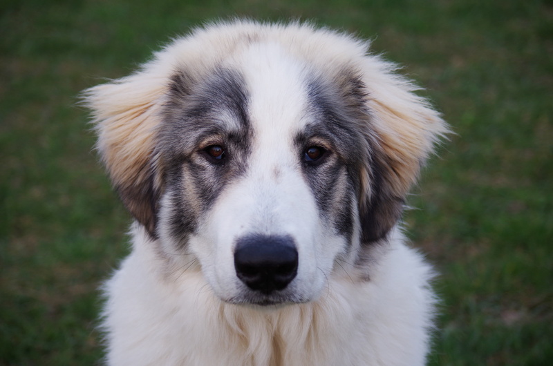 day, vertebrate, dog, saint, close-up, snout, pets, large, animal themes, 4K, front view, portrait, one animal, a wall, focus on foreground, looking at camera