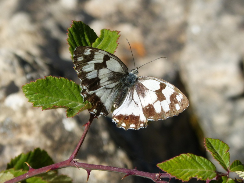 melanargia lachesis, nature, outdoors, day, vulnerability, invertebrate, flower, animal themes, focus on foreground, animal wing, plant part, no people