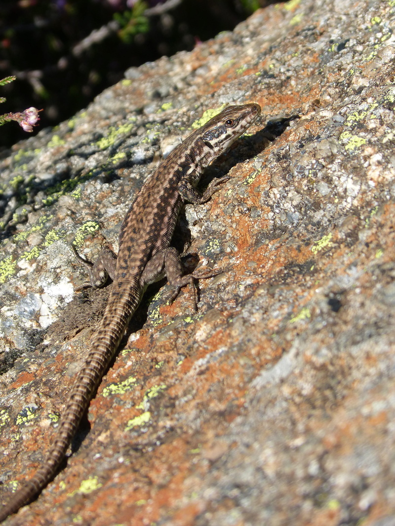 animal wildlife, reptile, animal themes, one animal, animals in the wild, animal body part, animal, animal scale, lizard iberian, solid, 4K, day, outdoors