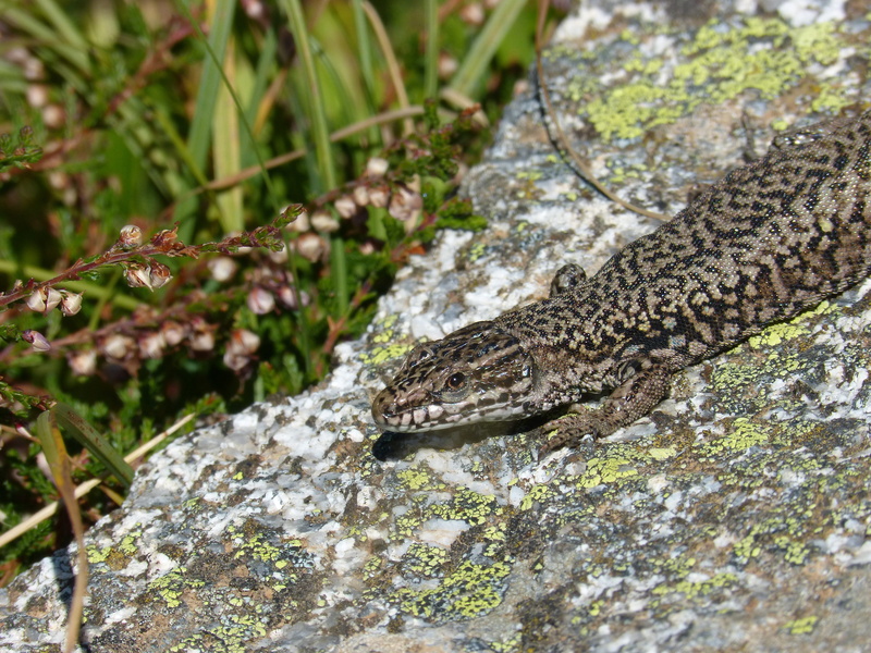 animal scale, solid, plant, day, nature, animal themes, animals in the wild, selective focus, reptile, no people, lizard, outdoors, texture, focus on foreground
