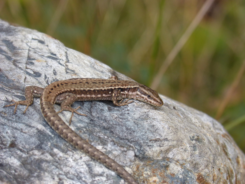 animals in the wild, reptile, textured, podarcis hispanicus, sargantana, animal, solid, animal themes, lookout, focus on foreground, tree, lizard iberian