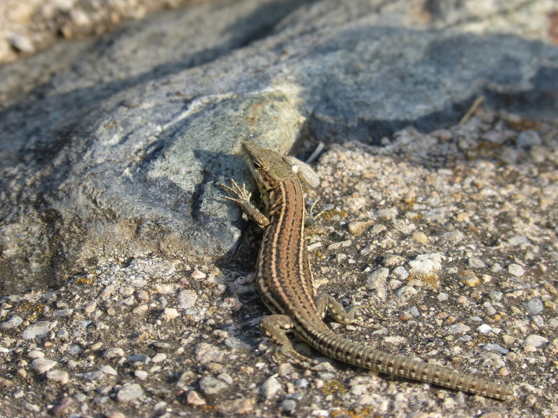 close-up, high angle view, reptile, day, land, insect, animal wildlife, outdoors, 4K, no people, nature, animal themes, vertebrate, sargantana, animal