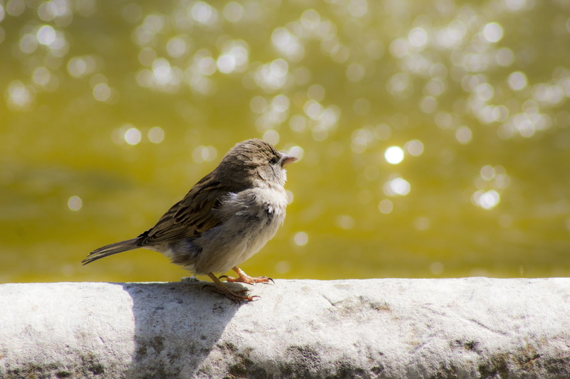 bird, pose, animal world, pardal, iberian peninsula, urban wildlife, foreground, focus on foreground, field, perch, pardo, source, retaining wall, bokeh