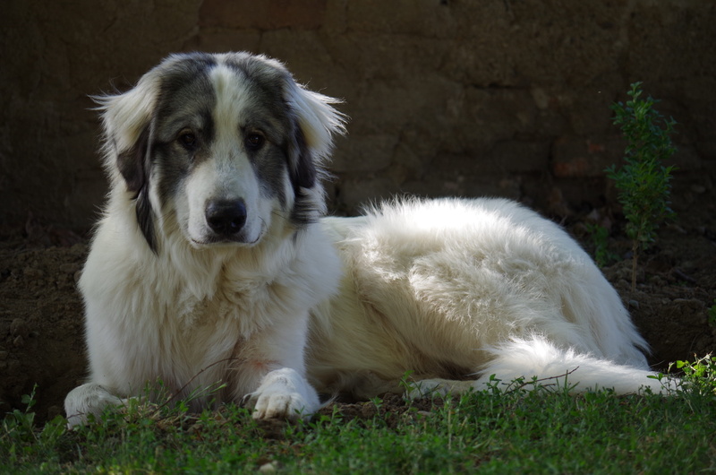 Mountain, pets, white color, the iberian, land, resting, outdoors, animal, portrait, no people, mountain, Iberian, grass, a wall, Dog, animals And Pets