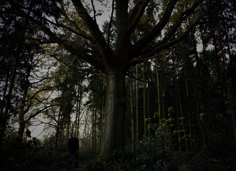 beauty in nature, oxfordshire, vegetation, forest, rear view, viking, sunlight, person, outdoors, day, 5K, land, standing, nature, lifestyles, woodland
