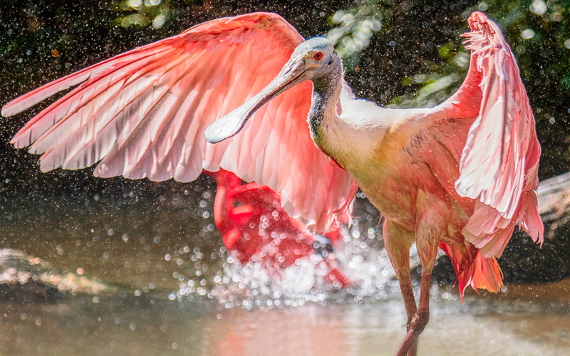desktop, reflection, outdoors, animal themes, bird, 2K, spoonbill, day, lake, roseate, flamingo, hd, no people, one animal, animals in the wild, ajaja