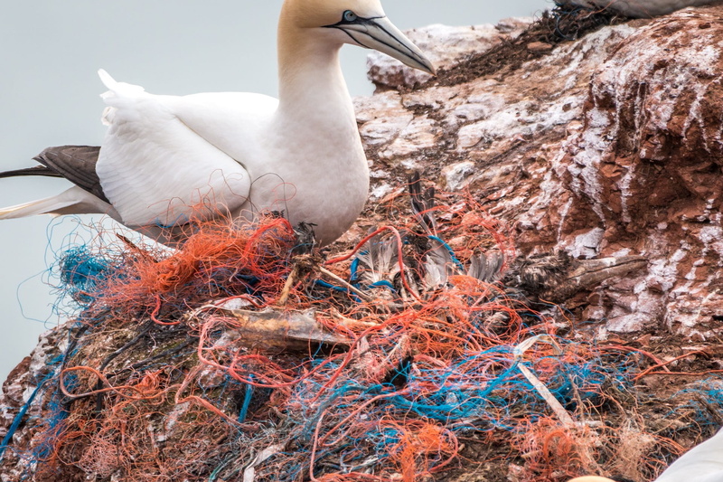 risk, animal nest, plastic, bird, pollution, littering, dead bird, spirit network, bird die, nature, one animal, animal wildlife, no people, animal, marine pollution