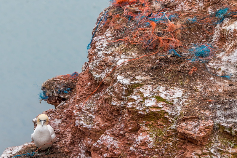 bird, nature, fishing net, plastic, risk, livestock, littering, animal, vertebrate, outdoors, rock breeder, web, helgoland, sea birds, spirit network, plastic waste