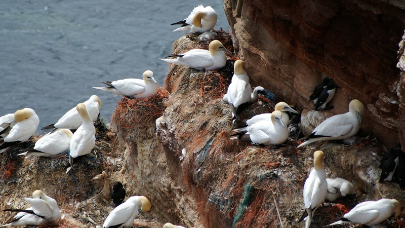 bird, networks, no people, sea island, animal wildlife, seagull, nature, rock - object, large group of animals, pollution, rock, flock of birds, helgoland