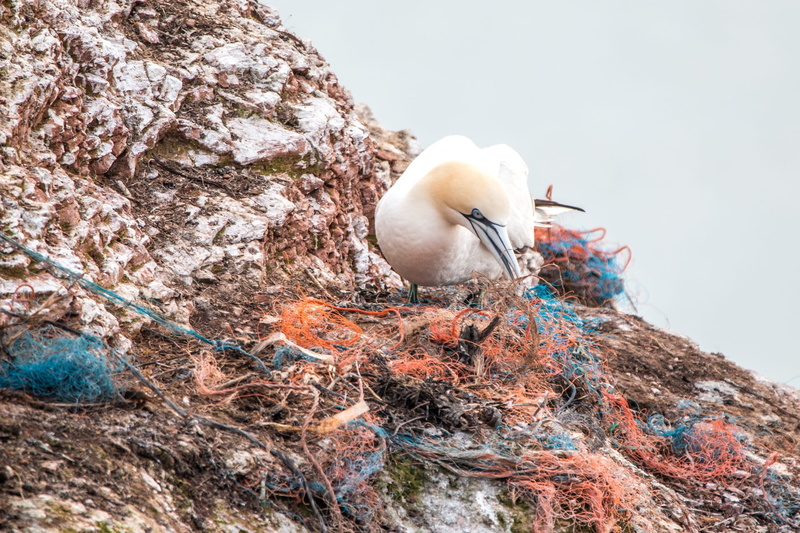 no people, beak, animals in the wild, rock breeder, fishing net, nesting material, pollution, animal wildlife, bird die, web, bird nest, one animal, spirit network
