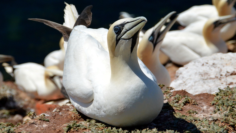 solid, vertebrate, rock, animal wildlife, animal, 5K, northern gannet, helgoland, outdoors, sea island, nest, north sea, group of animals, day, bird, land