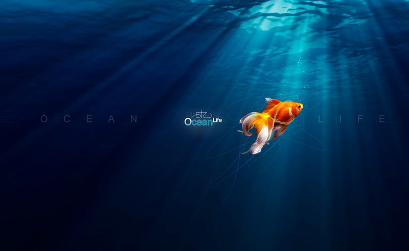 Aero, animal wildlife, one animal, water, Fish, animal themes, no people, vertebrate, Creative, ocean life, nature, Life, marine, orange color