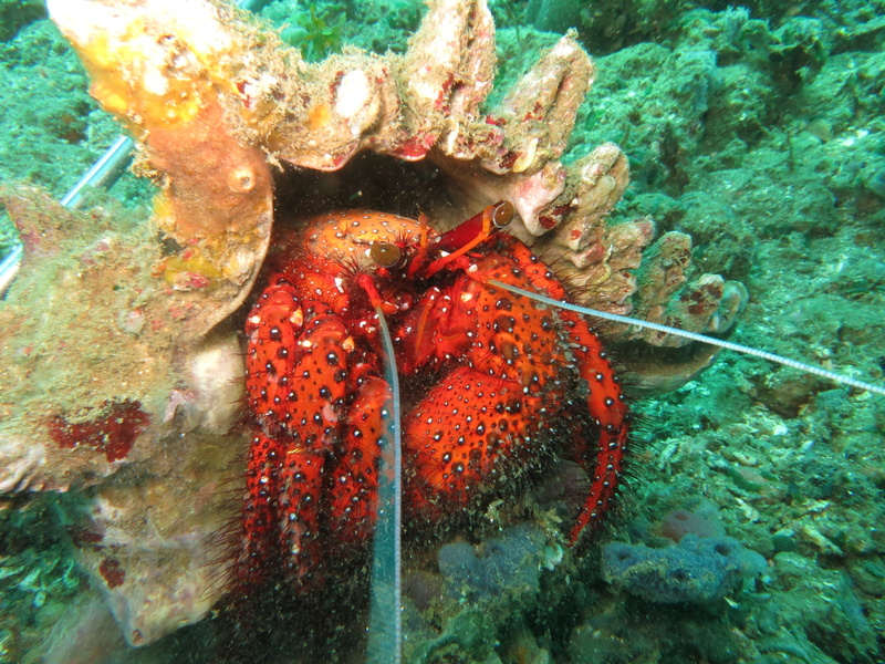 close-up, tropical, sea life, crab, 4K, creature, Shell, sea, invertebrate, ambon, diving, scuba diving, Animal, crustacean, claw, eyes, animals in the wild