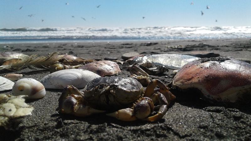 close-up, animal shell, coast, surface level, sea animals, day, wildlife, animals in the wild, beauty in nature, land, wild, summer, rock, animal, tranquility