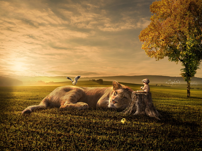Aero, Sunset, animal wildlife, Scene, grass, group of animals, livestock, beauty in nature, Creative, land, domestic, herbivorous, no people, animal, child