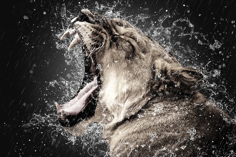 jumping, canine, vertebrate, shaking, swimming, domestic, tiger, animal themes, splashing, effect, background, dark, animals in the wild, domestic animals