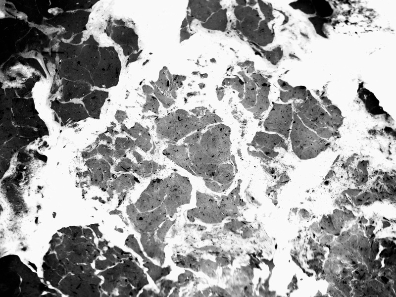 day, nature, granite, 5K, textured, tar, ct scan, damaged, white color, medical imaging x-ray film, water, bird, weathered, stain, close-up, full frame