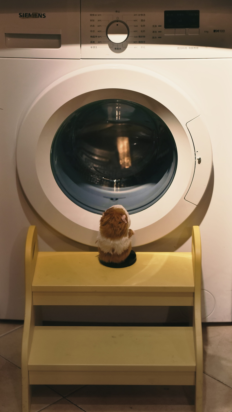 room, pig, front, machinery, convenience, no people, washer, household equipment, apparel, illuminated, furniture, ct scan, 5K, footwear, x-ray, sitting