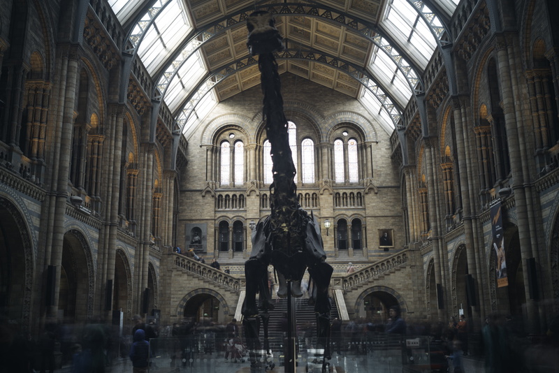 fossil, sculpture, long exposure, travel, religion, building, metal, black, architectural column, dinosaur, people, muesum, 8K, arches, photography, travel destinations