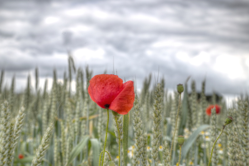 handheld, processing, licht, One, meadow, Ostwestfalen, Lac, Lumière, outdoors, Fleurs, allemagne, colour, beauty In Nature, sonne, grass, photomatix, Lake