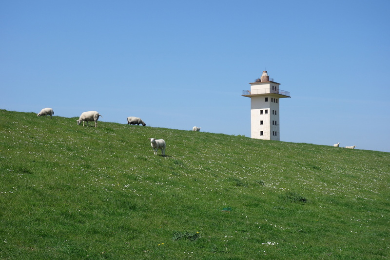 animal themes, plant, guidance, flock of sheep, built structure, blexen, pasture, building exterior, domestic, nature, land, 5K, summer day, animal, sky