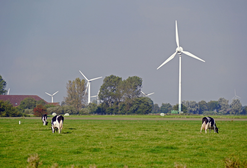 white, plant, nature, sustainable resources, germany, 4K, coast, green, land, pets, windräder, power in nature, turbine, animal, sky, wind energy, field