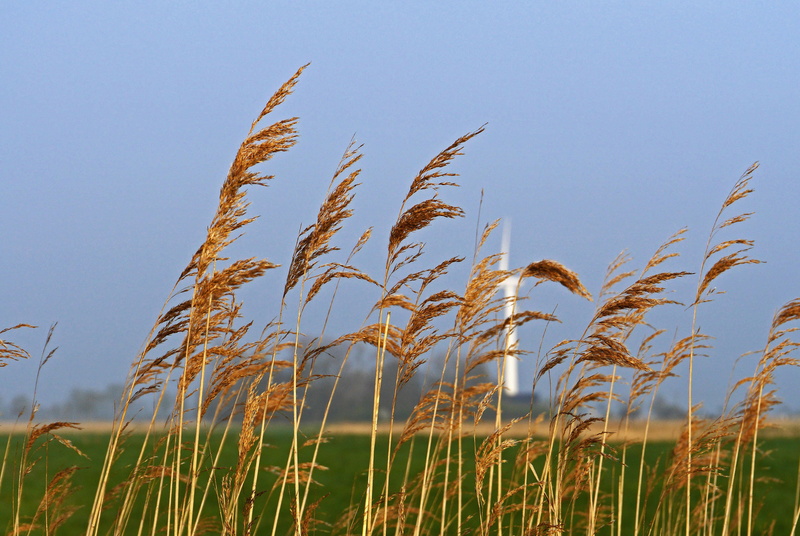 livestock, renewable energy, marsh, wind power, oat - crop, beauty in nature, horizon, crop, moat, environment, hofstelle, wet meadows, east frisia, homestead