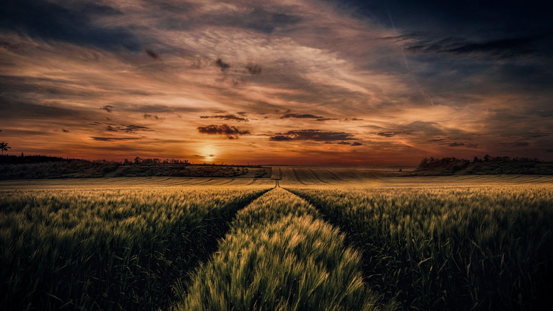tranquility, dusk, rural area, dramatic sky, cereal plant, rural scene, evening, wheat field, cloud - sky, nature, no people, rural, environment, beauty in nature