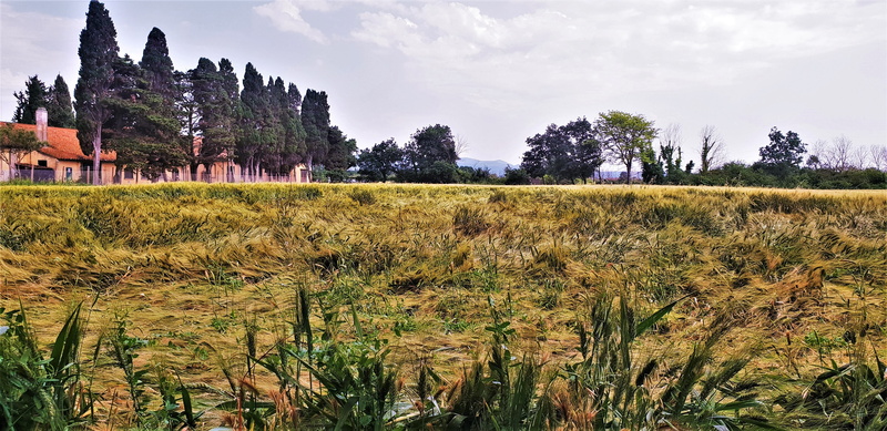 plant, cloud - sky, land, landscape, scenics - nature, summer, no people, tree, tranquility, clouds, non-urban scene, panorama, tuscany, idyll, grass, day